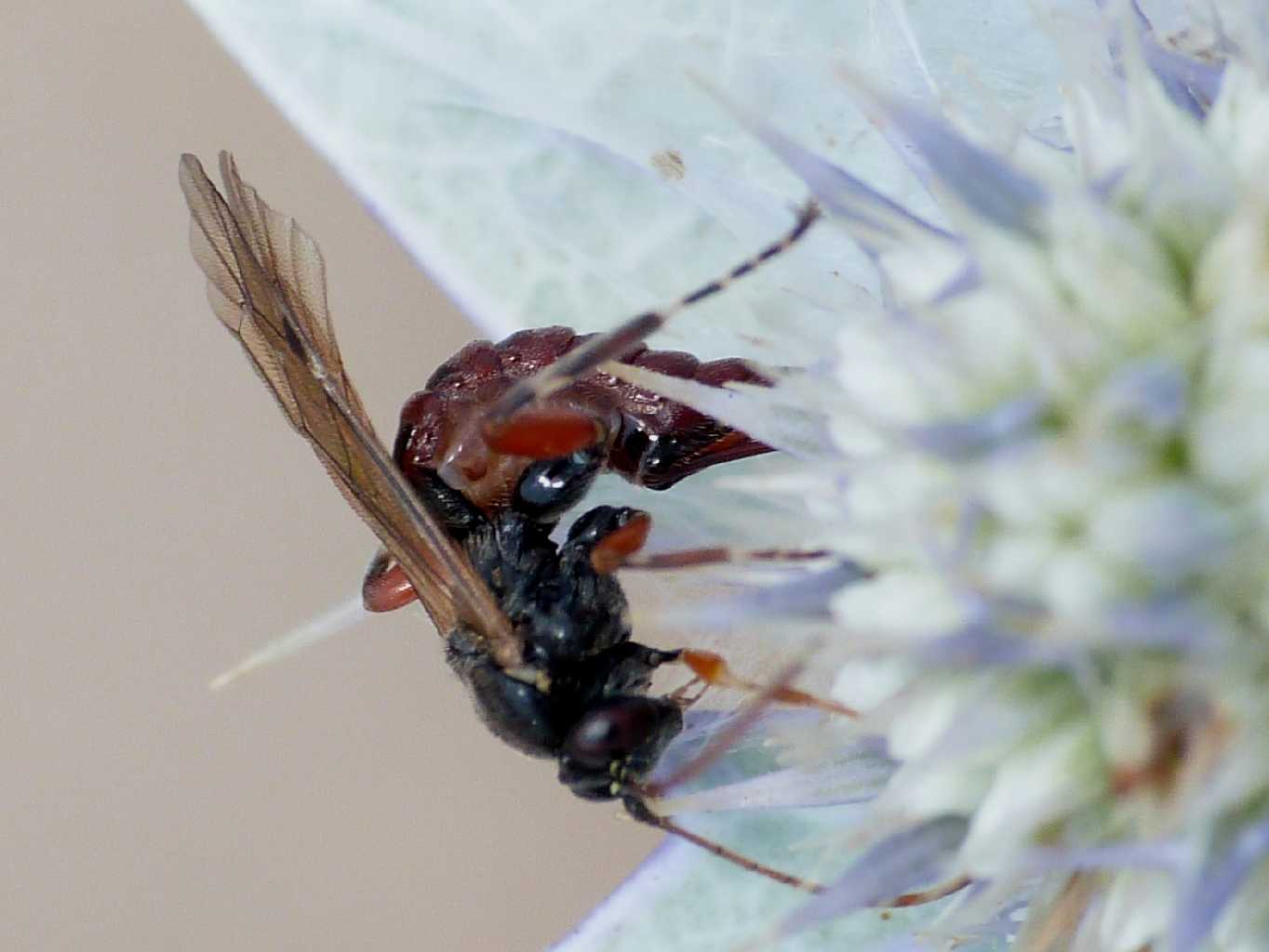 Piccolo Ichneumonidae all''opera